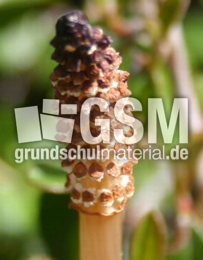 Ackerschachtelhalm-Sporenähre-2.jpg